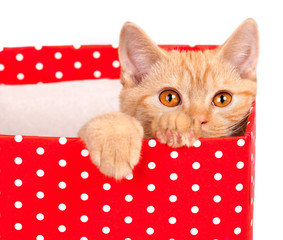 Cute kitten look out of the red gift box on white background