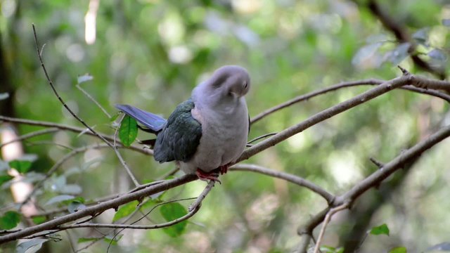 Nicobar pigeon, Nicobar dove