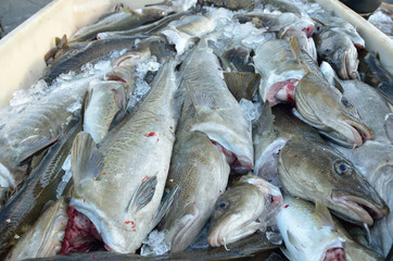 Свежевыловленная треска