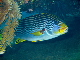 Sweetlip, Island Bali, Tulamben