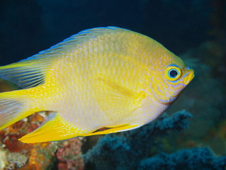 Coral fish, Island Bali, Tulamben