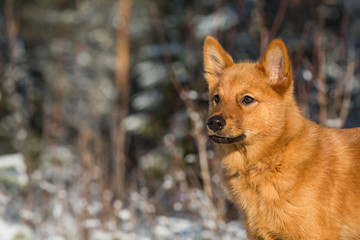 Finnish Spitz puppy listening the sounds of autumn forest