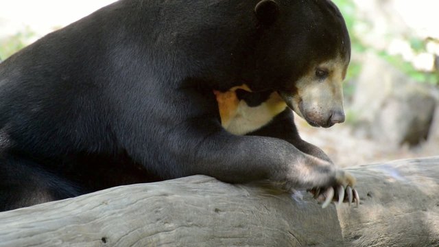 Malayan sun bear