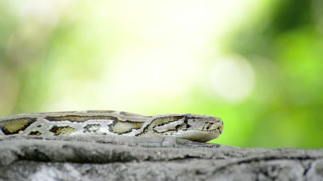 Large Python in Orchard