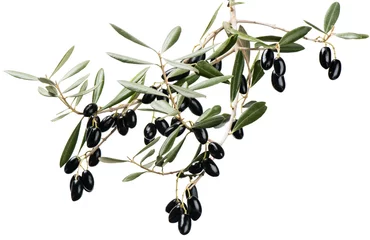 Papier Peint photo Lavable Olivier Branche d& 39 olive aux fruits noirs sur fond blanc