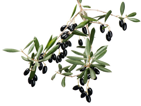 Olive twig with black fruits over white