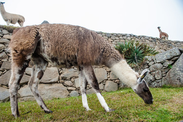 Machu Picchu, Perù