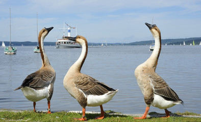 Ammersee