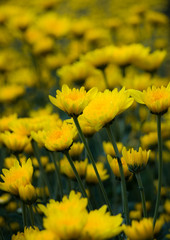 Obraz premium Chrysanthemum flowers background