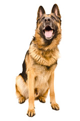 German Shepherd
