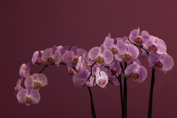 Fototapeta premium bouquet of pink orchid on a purple background