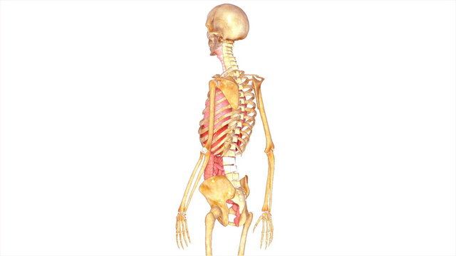 Skeleton with organs