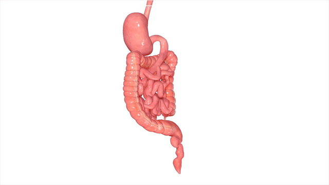 Digestive system