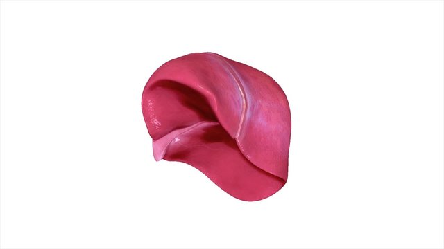 Liver