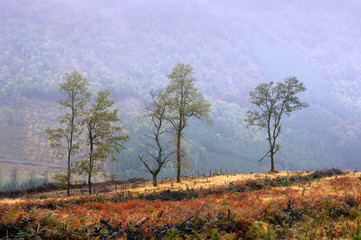 solitary trees