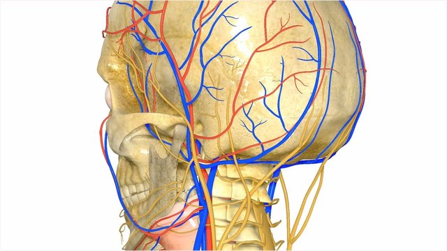 Cranial Nerves