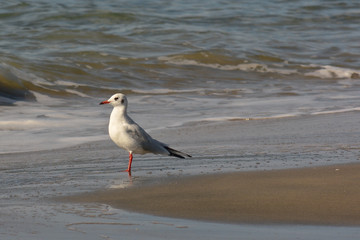 gabbiano comune (Larus ridibundus)