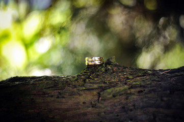 eheringe auf einem Baum