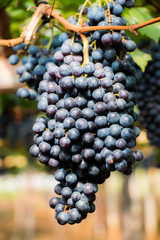 Grapes fruit background