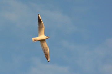 gabbiano comune (Larus ridibundus) in volo