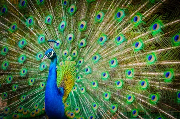 Printed kitchen splashbacks Peacock Portrait of beautiful peacock with feathers out