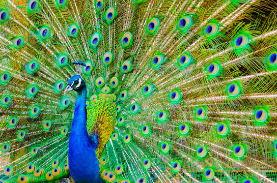 Fototapeta Portrait of beautiful peacock with feathers out