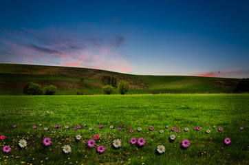 flower field in the night.