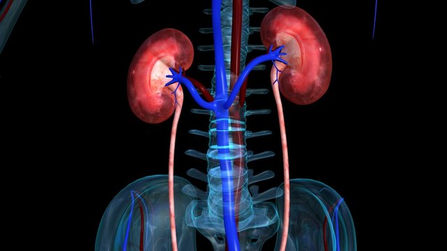 Kidneys