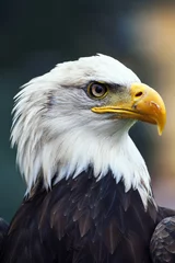 Deurstickers Arend American white-headed eagle