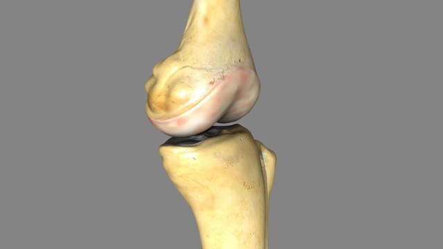 Knee joint