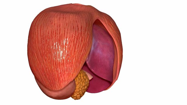 Human Organs