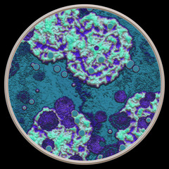 Symmetrical growth of bacteria