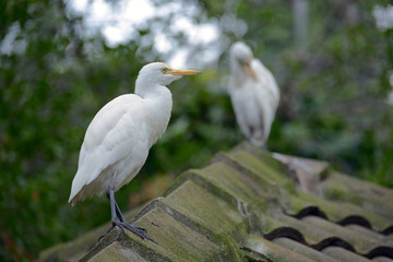 Cattle Egrets