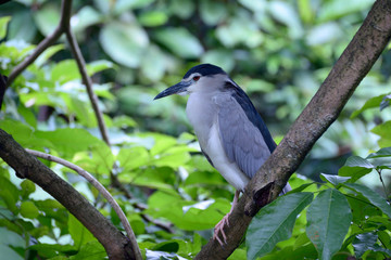 Black-crowned night heron