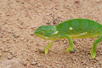 camaleonte rettile savana del sudafrica