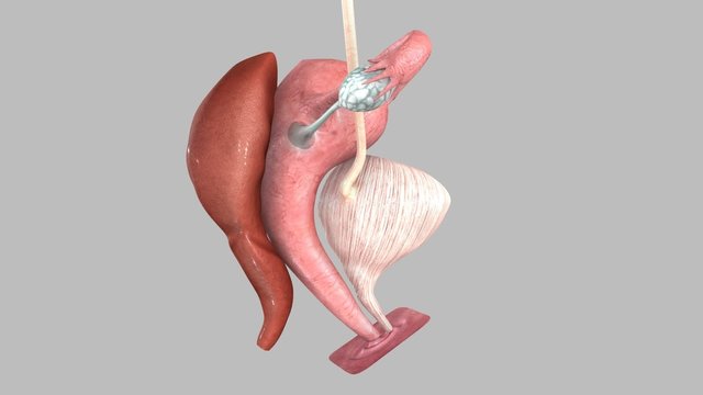 Female reproductive system