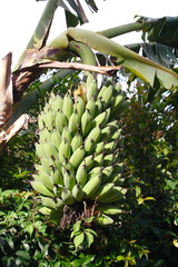 bananeto coltivazione banane sudafrica