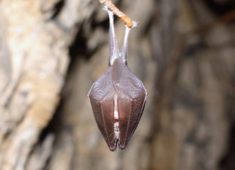 Lesser Horseshoe Bat (Rhinolophus hipposideros)
