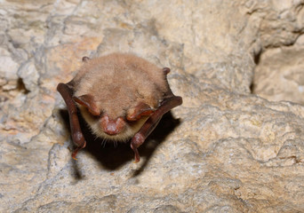 Greater mouse-eared bat ( Myotis myotis)