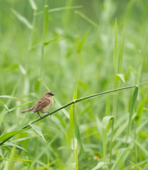 A bird walk along the branch