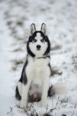 siberian husky