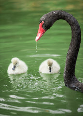black swan mum and her babies