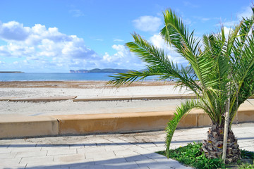 small palm tree by Alghero shoreline