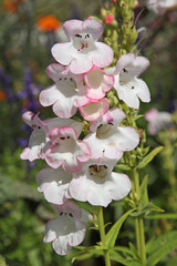 penstemon blanc