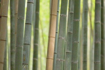 Bamboo trunks