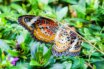 Obraz na płótnie Canvas Close-up breeding of Leopard Lacewing butterfly in garden nature