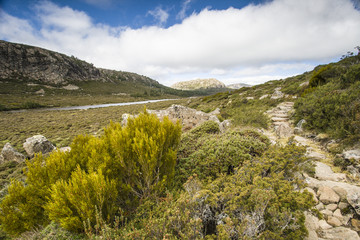 Stony track in wild natrue, national park in Tasmania
