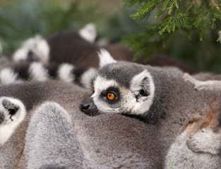 ring-tailed lemur