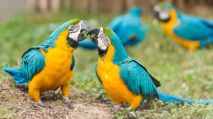 scarlet macaw © imphilip