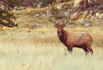 Obraz premium Deer